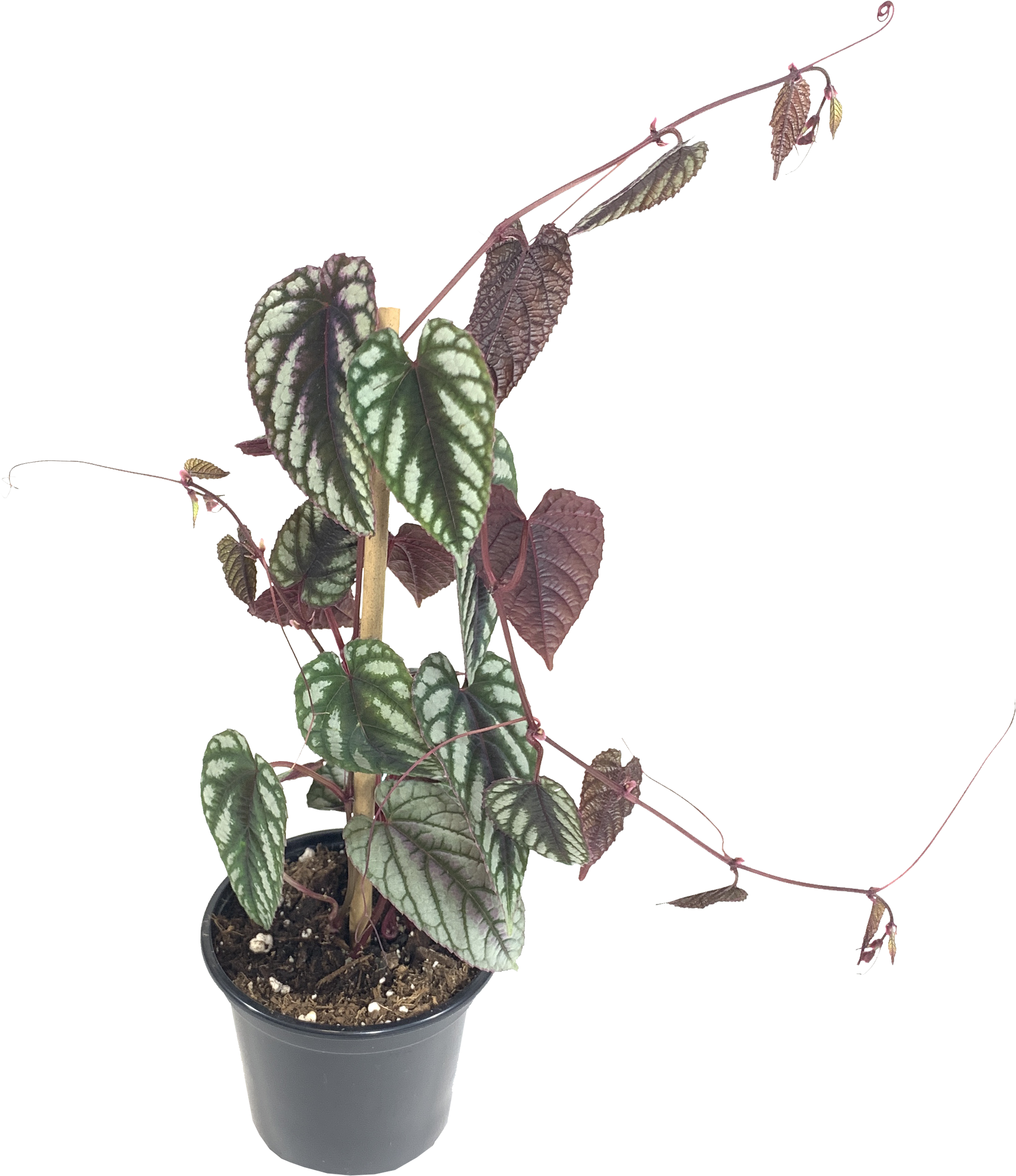 Rex Begonia Vine, Cissus Javana Discolor