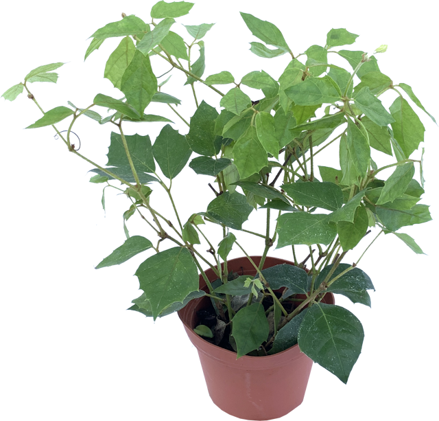 Grape Ivy, Cissus Rhombifolia