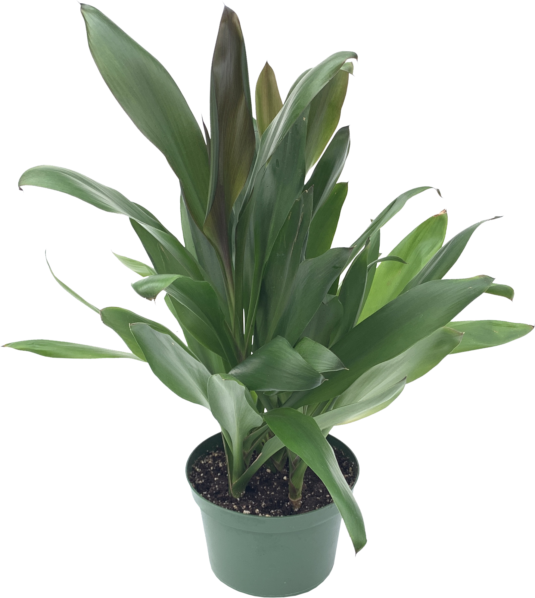 Ti Plant, Cordyline Glauca