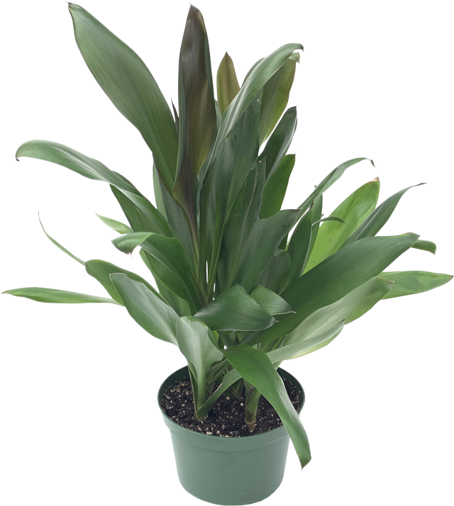 Ti Plant, Cordyline Glauca