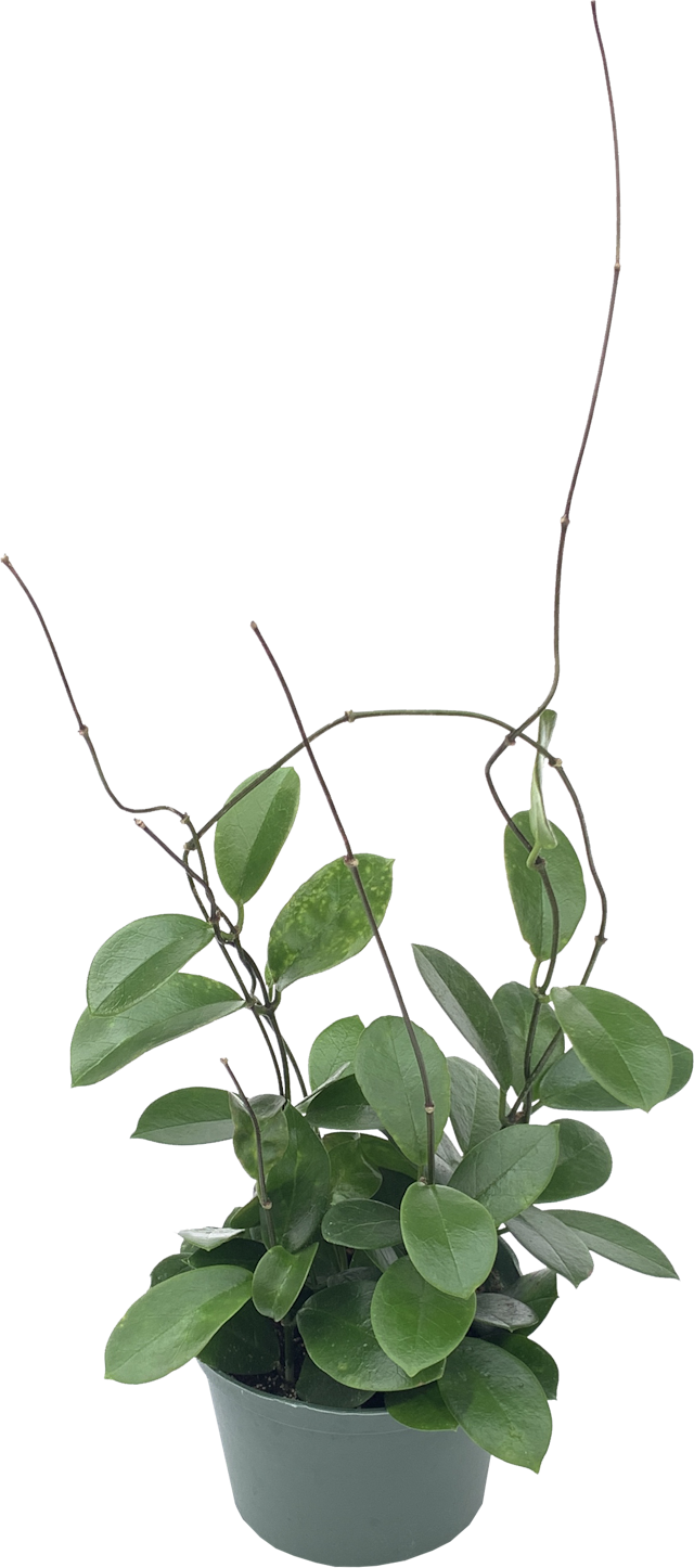 Wax Plant, Hoya Australis