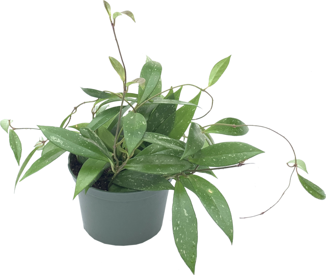 Wax Plant, Hoya Pubicalyx