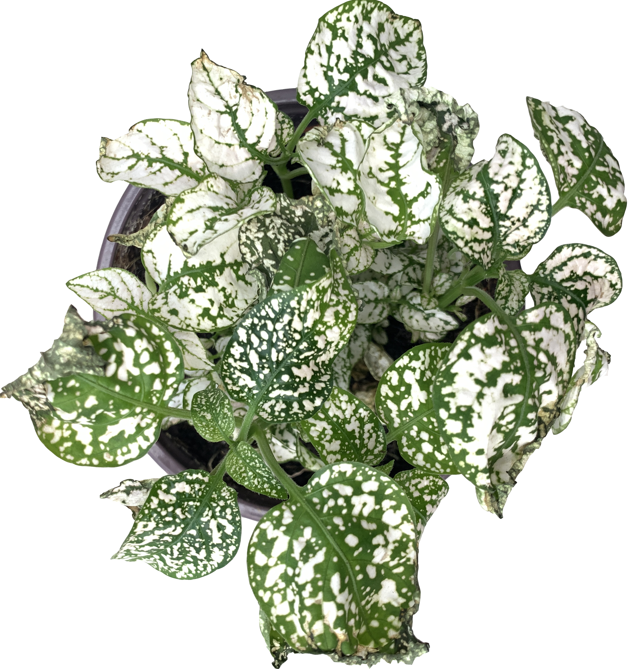 Assorted Polka Dot Plant, Hypoestes Phyllostachya