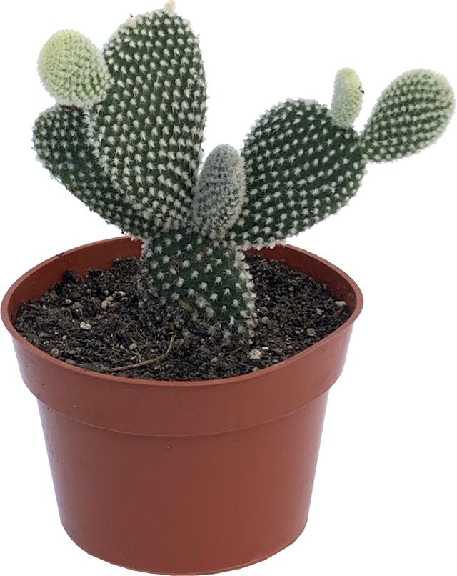 Bunny Ears Cactus, Opuntia Microdasys