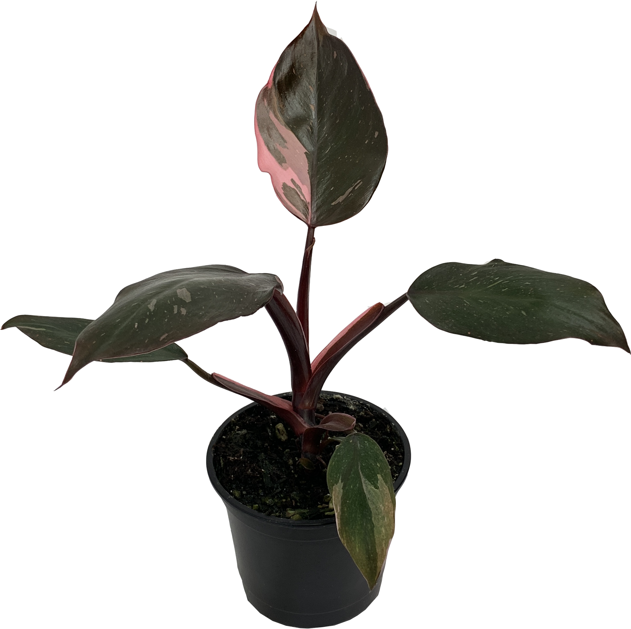 Philodendron Pink Princess, Philodendron Erubescens