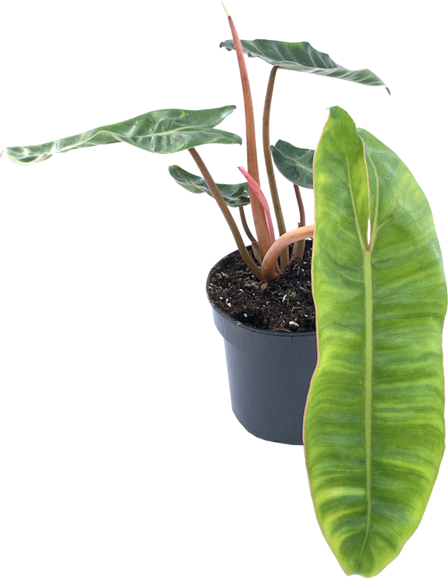 Philodendron Billie, Philodendron Billietiae