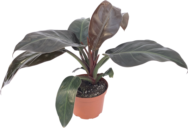Philodendron Imperial Red, Philodendron Erubescens