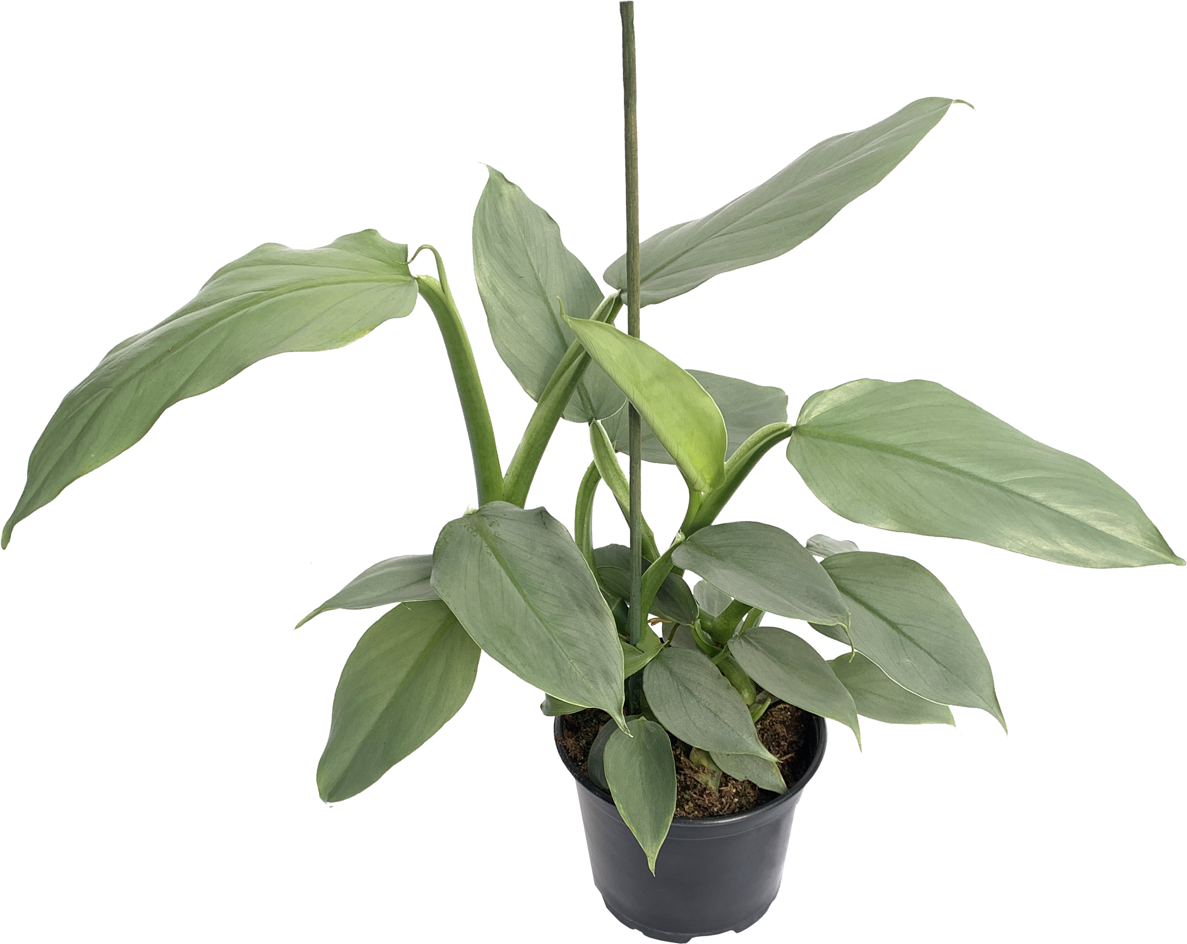 Silver Sword Philodendron, Philodendron Hastatum