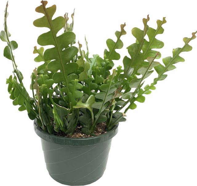 Zig Zag Cactus, Selenicereus Anthonyanus