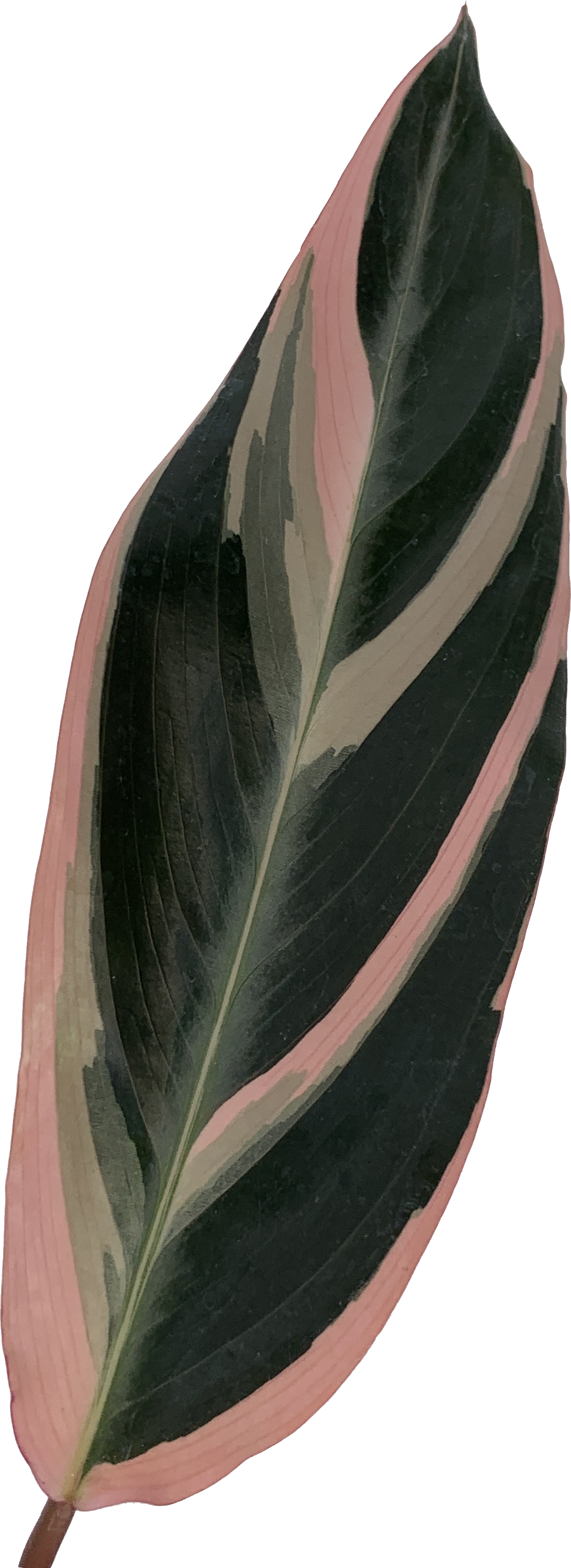 Stromanthe Triostar, Stromanthe Sanguinea