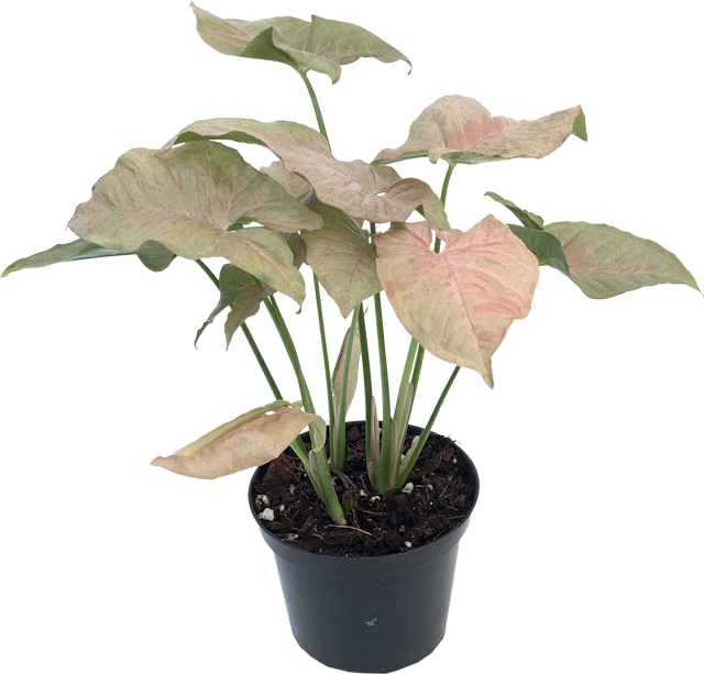 Pink Spot Arrowhead Plant, Syngonium Podophyllum