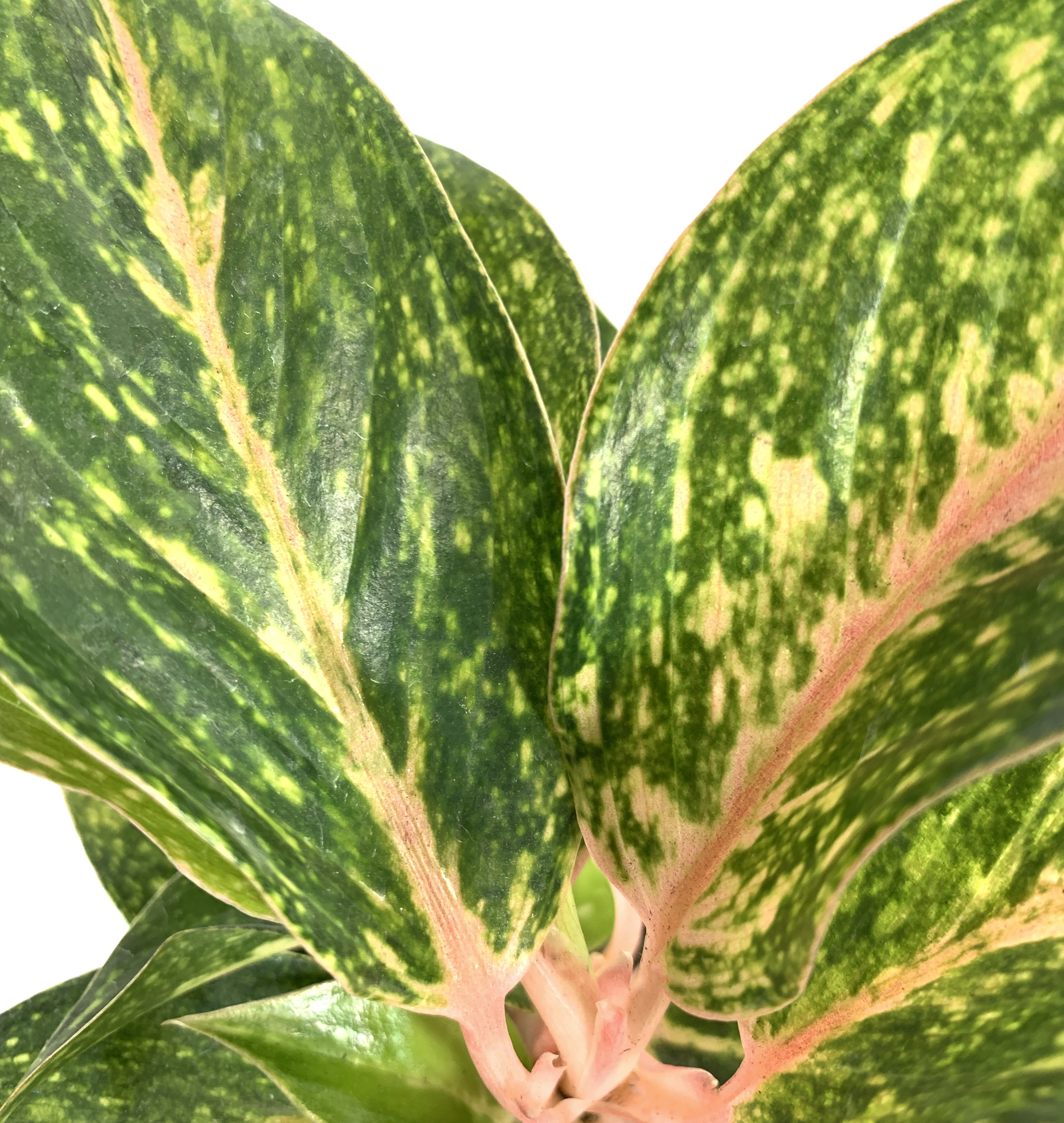 Chinese Evergreen, Aglaonema Butterfly