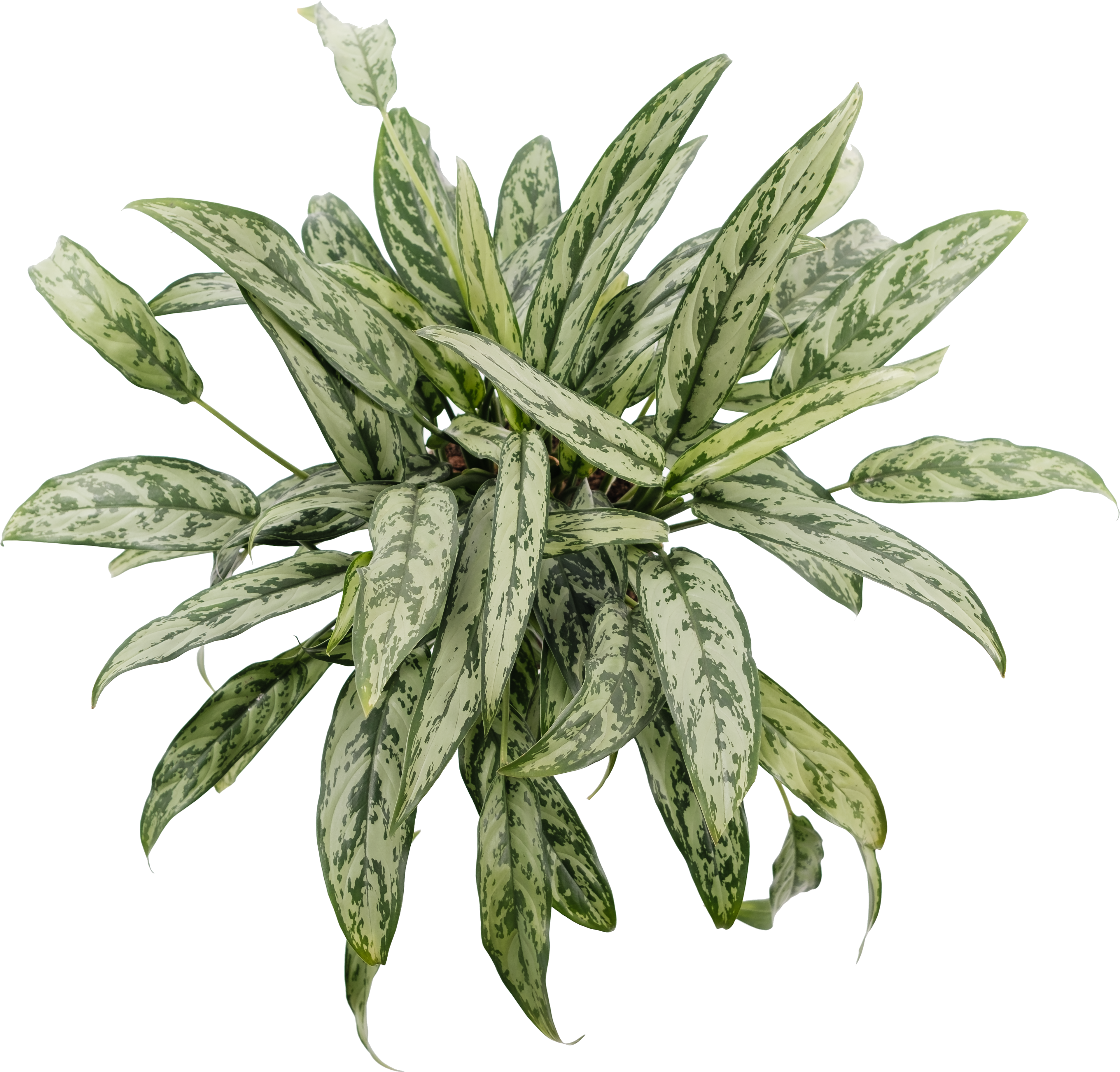 Chinese Evergreen, Aglaonema Cutlass