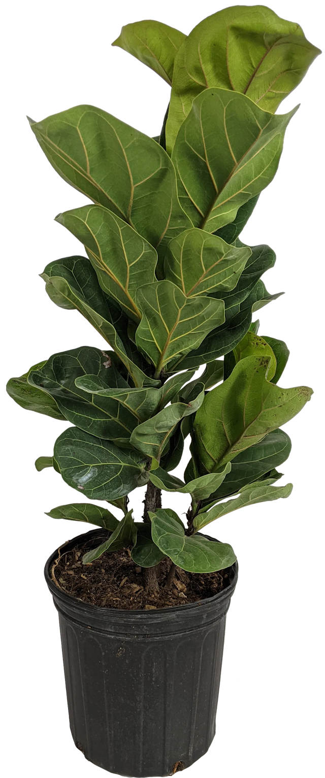 Fiddle Leaf Fig, Ficus Lyrata