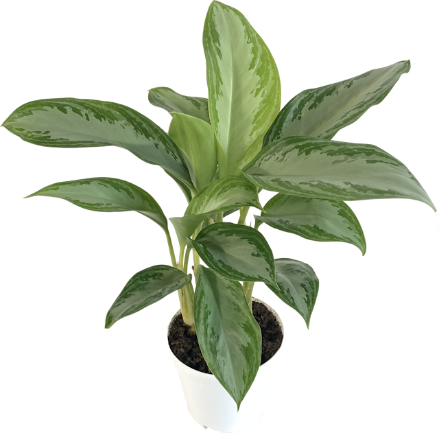 Chinese Evergreen, Aglaonema Leprechaun
