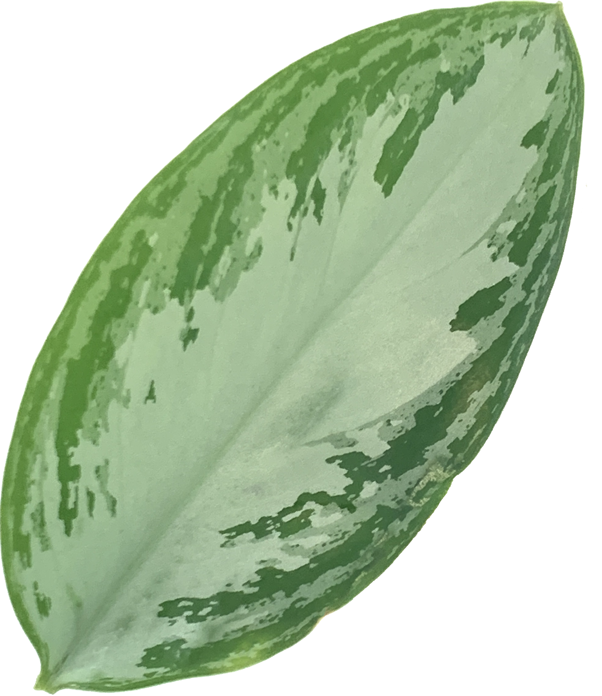 Chinese Evergreen, Aglaonema Leprechaun