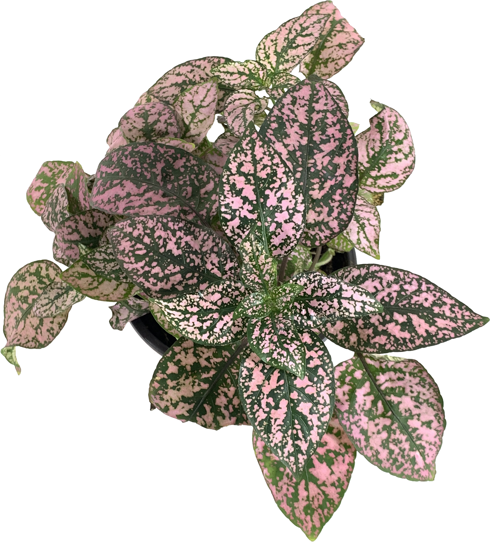 Assorted Polka Dot Plant, Hypoestes Phyllostachya