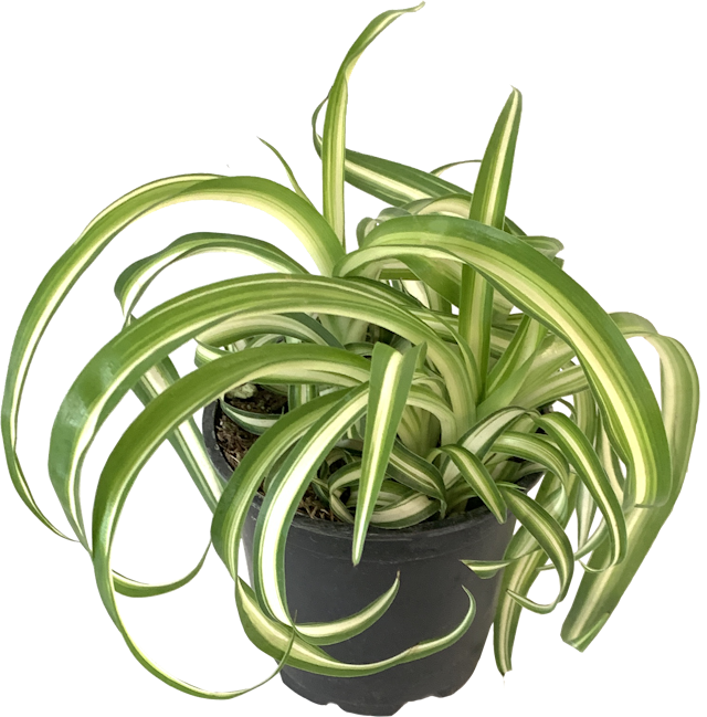 Curly Spider Plant, Chlorophytum Comosum Bonnie