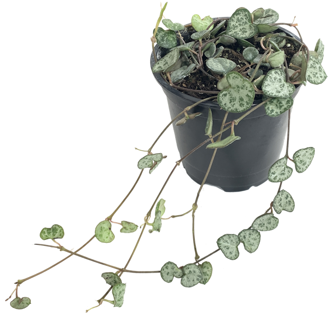 String of Hearts, Ceropegia Woodii