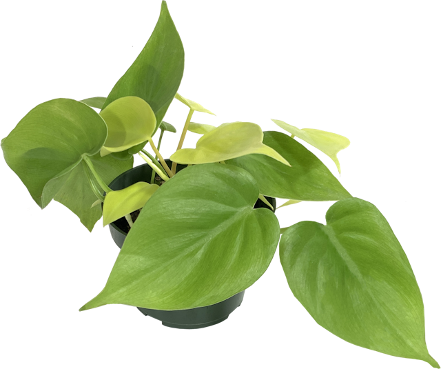 Lemon Heartleaf Philodendron, Philodendron Hederaceum